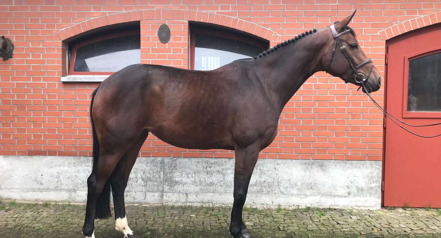 Verona Z